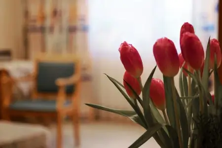 Nahaufnahme von roten Tulpen vor unscharfem Hintergrund mit Stuhl und Tisch in einem Zimmer