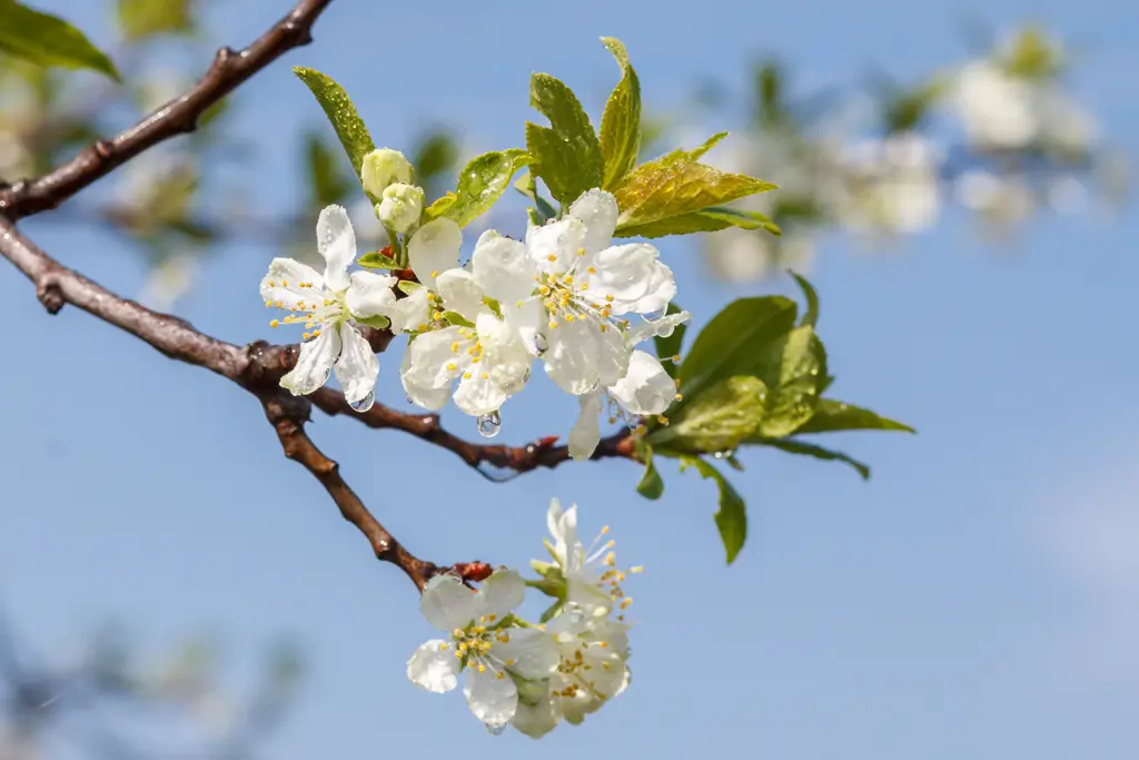 Zweig mit weißen Blüten und grünen Blättern vor blauem Himmel