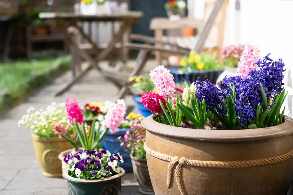 Blumentöpfe mit verschiedenen Frühlingsblumen stehen auf einem Holzboden vor einem Holztisch im Freien